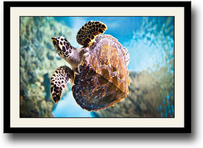 

Sea Turtle Fine Art Print(10 inch X 14 inch, Framed)
