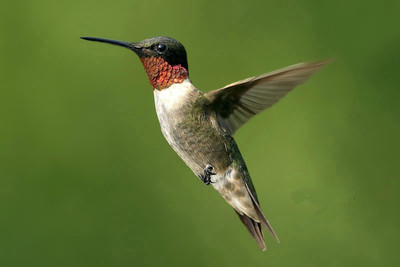 Oshi - Hummingbird Paper Print(12 inch X 18 inch, Stretched)