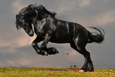 

Posterhouzz Black Horse Poster Paper Print(12 inch X 18 inch, Rolled)