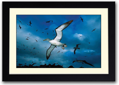 

White Seagull In Sky Fine Art Print(14 inch X 20 inch, Framed)