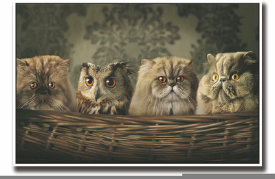 

Posterhouzz Cat and Owls in basket Fine Art Print(12 inch X 18 inch, Rolled)
