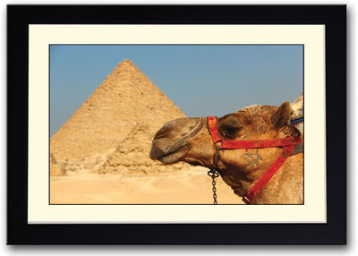 

Camel and Pyramid In Egypt Fine Art Print(14 inch X 20 inch, Framed)