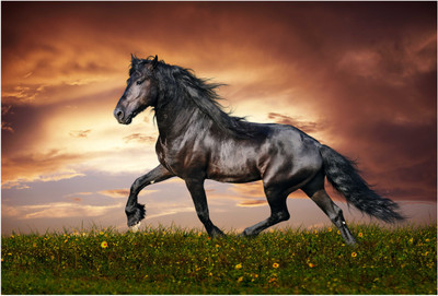 

Black Horse Wallpaper Photographic Paper(13 inch X 19 inch, Rolled)