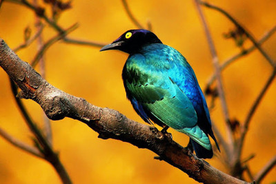 

Oshi - Beautiful Bird (5) Paper Print(12 inch X 18 inch, Stretched)