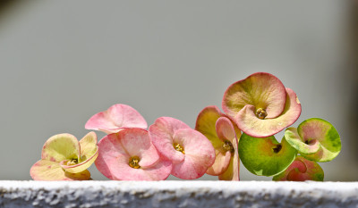 50% OFF on Colourful Flowers Canvas Art(7 inch X 14 inch)