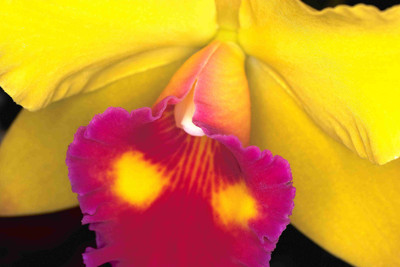

Posterhouzz Flower Fine Art Print Poster Fine Art Print(12 inch X 18 inch, Rolled)