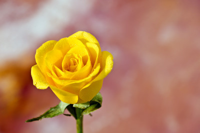 50% OFF on Rose close-up Paper Print(21 inch X 31 inch) 50% OFF on Rose close-up Paper Print(21 inch X 31 inch)