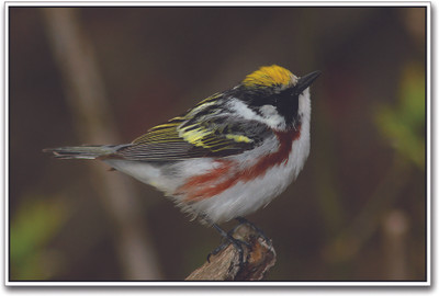 

Chestnut Sided Warbler Bird Paper Print(12 inch X 18 inch)