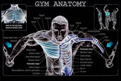 

Gym Anatomy Paper Print(12 inch X 18 inch, Rolled)