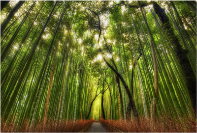 

Nature Paper Print(19 inch X 13 inch, Rolled)