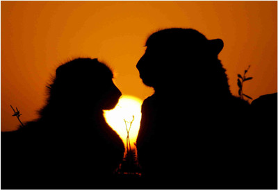 

Animals Paper Print(19 inch X 13 inch, Rolled)