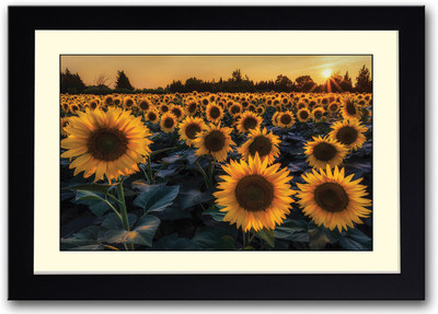

Sunflowers Fine Art Print(14 inch X 20 inch, Framed)