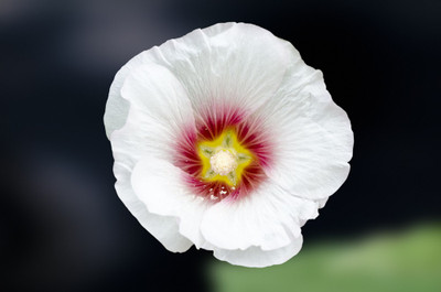 50% OFF on Colourful Flowers 110 Paper Print(40 inch X 60 inch)