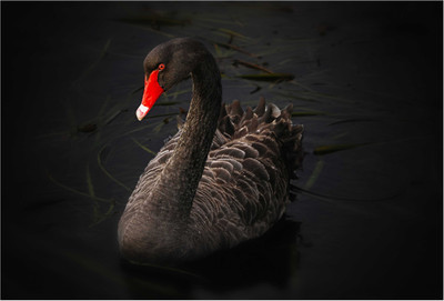 

Black Swan Photographic Paper(13 inch X 19 inch, Rolled)