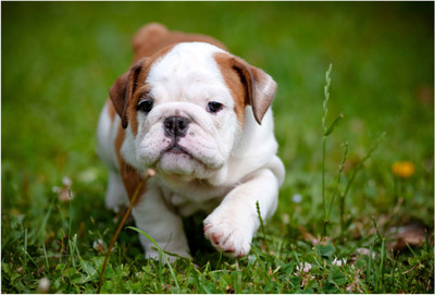 

Baby Bull Dog Wallpaper Paper Print(13 inch X 19 inch, Rolled)