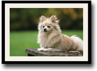 

Dog Fine Art Print(10 inch X 14 inch, Framed)