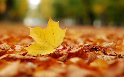 

Posterhouzz Autumn Fine Art Print Poster Fine Art Print(12 inch X 18 inch, Rolled)