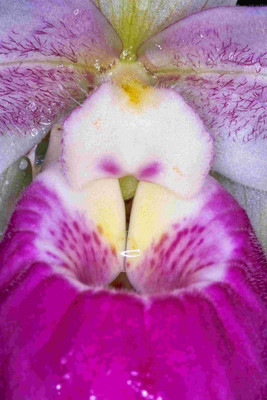

Posterhouzz Flower Fine Art Print Poster Fine Art Print(12 inch X 18 inch, Rolled)
