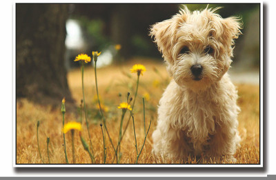 Posterhouzz Cute dog with yellow flowers Fine Art Print(12 inch X 18 inch, Rolled)