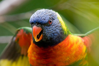 

Oshi- Beautiful Parrot Paper Print(12 inch X 18 inch, Stretched)