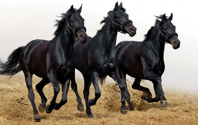 

Oshi - Horses Paper Print(12 inch X 18 inch, Streched)