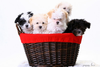 

Oshi - Sweet Puppies In A Basket Paper Print(12 inch X 18 inch, Streched)