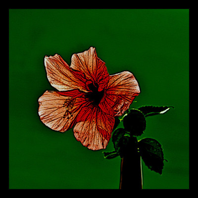 50% OFF on Hibiscus in Paper Print(30 inch X 30 inch) 50% OFF on Hibiscus in Paper Print(30 inch X 30 inch)