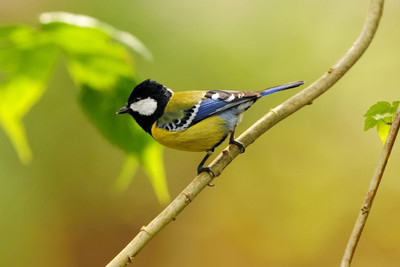 

Oshi - Beautiful Bird (12) Paper Print(12 inch X 18 inch, Stretched)