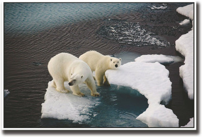 

White Polar bear on ice Fine Art Print(12 inch X 18 inch, Rolled)