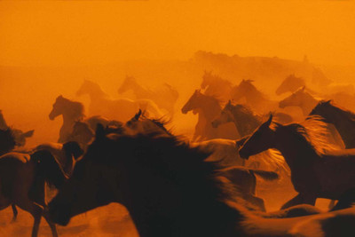 

Running Horses Paper Print(12 inch X 18 inch, Rolled)