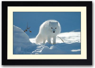 

Snow fox Fine Art Print(14 inch X 20 inch, Framed)