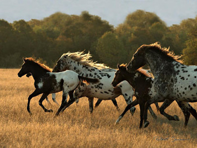 

Appaloosa Run - Color Fine Art Print(20 inch X 26 inch, Rolled)