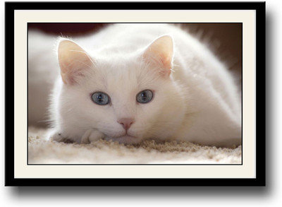 

Cute Cat AFP0492 Fine Art Print(10 inch X 14 inch, Framed)