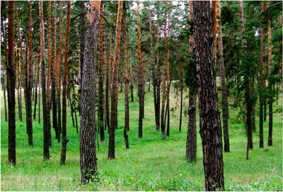 

Nature Paper Print(19 inch X 13 inch, Rolled)
