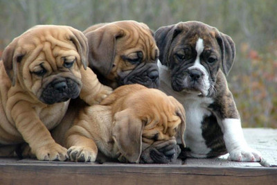 

Oshi - Cute Bulldog Family Paper Print(12 inch X 18 inch, Streched)