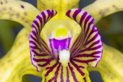 

Posterhouzz Flower Fine Art Print Poster Fine Art Print(12 inch X 18 inch, Rolled)
