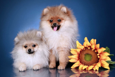 

Oshi - Cute Puppies with Sunflower Paper Print(12 inch X 18 inch, Streched)