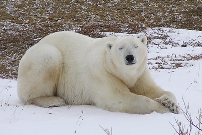 

Sleeping Bear Photographic Paper(18 inch X 12 inch, Rolled)
