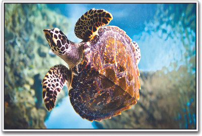 

Sea Turtle Paper Print(12 inch X 18 inch)