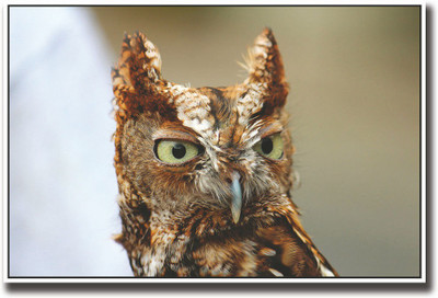 

Owl amazing photography Fine Art Print(12 inch X 18 inch, Rolled)