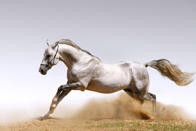 

Posterhouzz Horse Poster Paper Print(12 inch X 18 inch, Rolled)