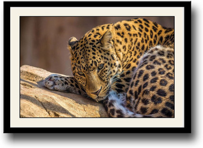 

Leopard Animal Fine Art Print(10 inch X 14 inch, Framed)