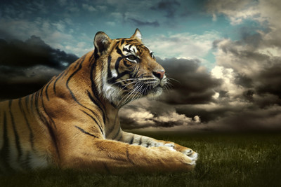 

Animal Canvas Art(12 inch X 12 inch)