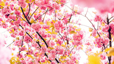 

Cherry Flowers 4K 5K ON FINE ART PAPER HD QUALITY WALLPAPER POSTER Fine Art Print(19 inch X 13 inch, Rolled)