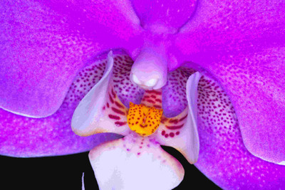 Posterhouzz Flower Fine Art Print Poster Fine Art Print(12 inch X 18 inch, Rolled)