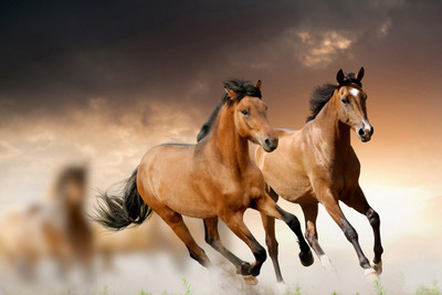

Posterhouzz Brown Horses Poster Paper Print(12 inch X 18 inch, Rolled)