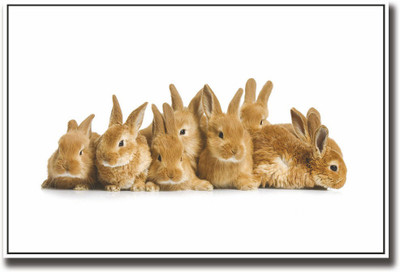 

Bunny rabbits Fine Art Print(12 inch X 18 inch, Rolled)