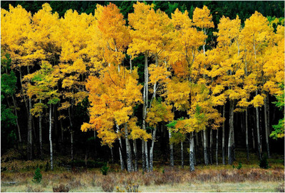 

Nature Paper Print(19 inch X 13 inch, Rolled)