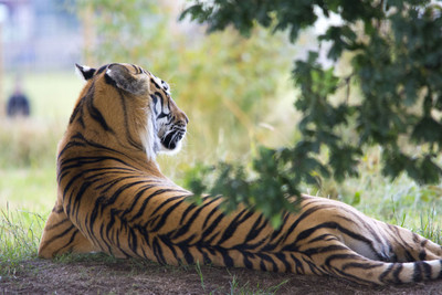 

poster of tiger in rest mood Fine Art Print(12 inch X 18 inch, Rolled)