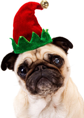 

Oshi - Pug With Hat Paper Print(18 inch X 12 inch, Streched)